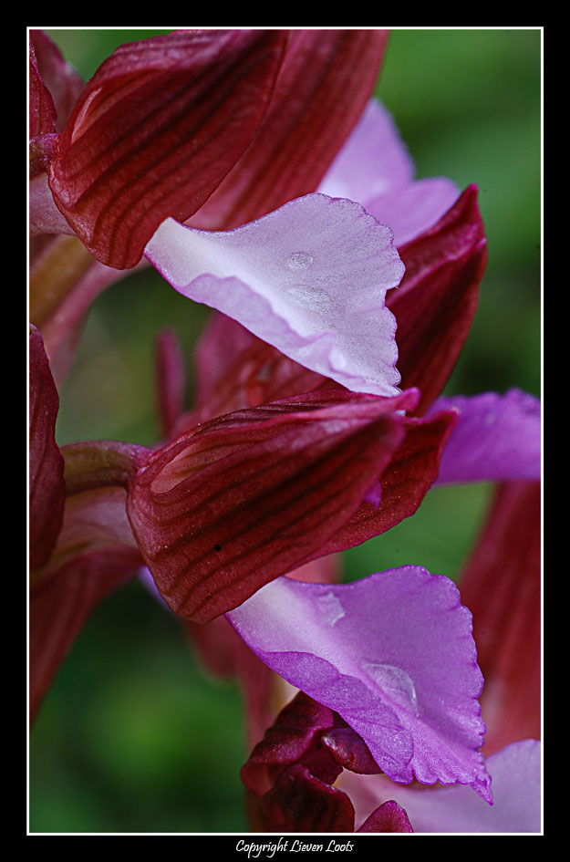 Anacamptis palilionacea e un saluto a tutti